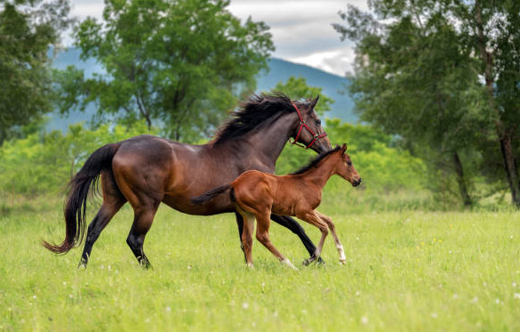 Sustainability Kalyan Park Thoroughbreds