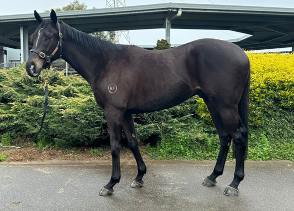 Camp Cable at Kalyan Park