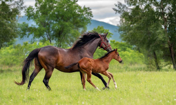 Sustainability Kalyan Park Thoroughbreds