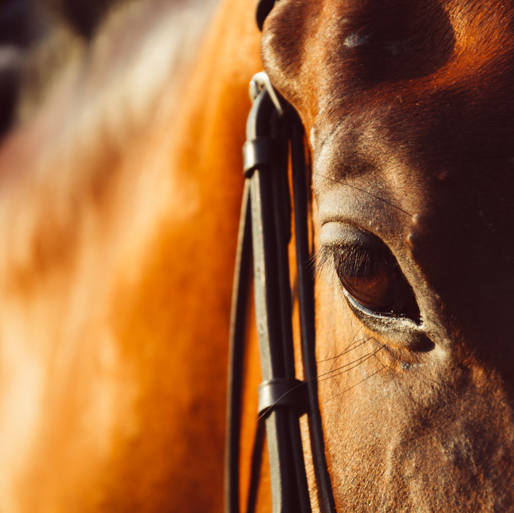 Sustainability Kalyan Park Thoroughbreds
