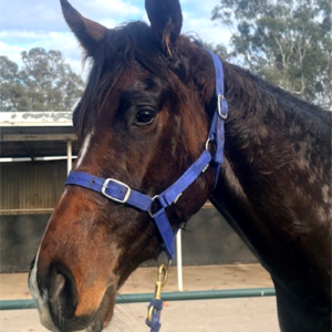 Royal Meeting x So You Wonder — 2023 Bay Gelding