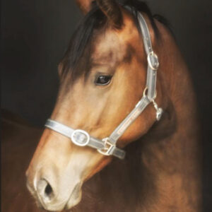 Royal Wonder — Royal Meeting x So You Wonder, 2022 Bay Filly